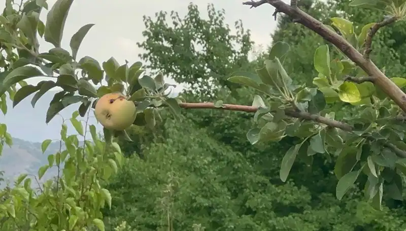 Yüzyılın Don Olayı: Çürük Elma ile Gelen Hayal Kırıklığı